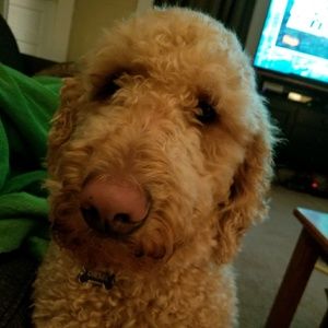 Meet your Posher, Briana